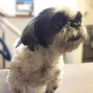 よろしくシーズー