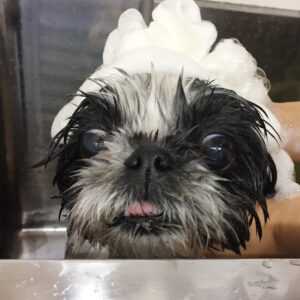 シャンプーシーズー