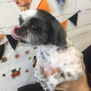 仕上がりシーズー