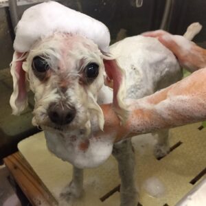 シャンプートイプー