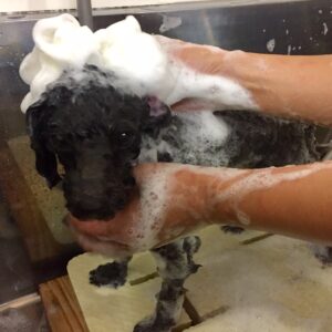 シャンプートイプー