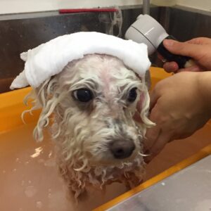 お風呂トイプー