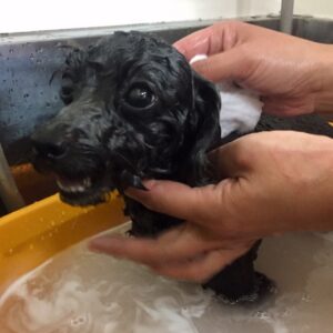 お風呂トイプー