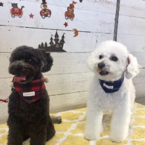 仕上がりトイプー