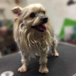 よろしくヨーキー