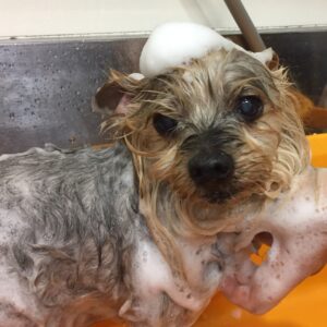 シャンプーヨーキー