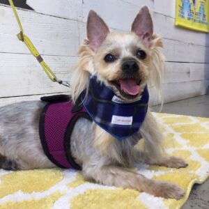 仕上がりヨーキー