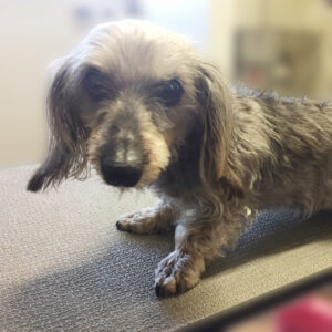 よろしくダックス