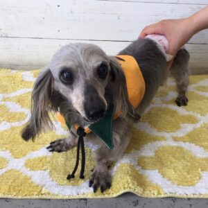 仕上がりダックス