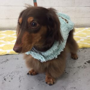 仕上がりダックス