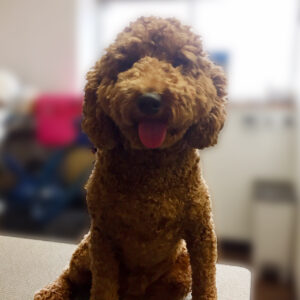 よろしくトイプー