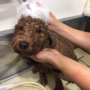 シャンプートイプー