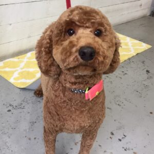 仕上がりトイプー