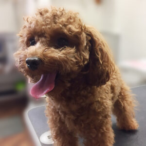 よろしくトイプー