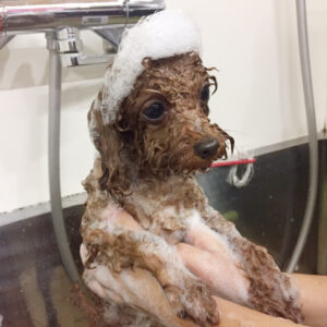 シャンプートイプー