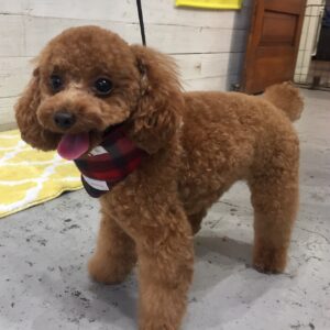 仕上がりトイプー