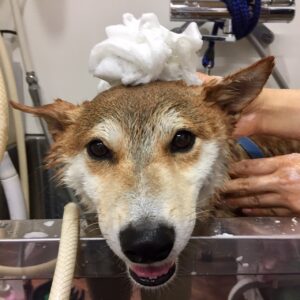 もなちゃんシャンプー中