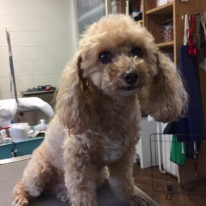 モコちゃんカット前