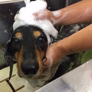 まるちゃんシャンプー中