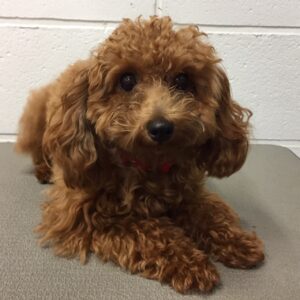 ココちゃんカット前