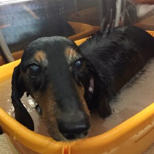 まるちゃんスパ中