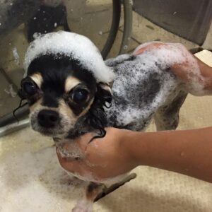 レアちゃんシャンプー中