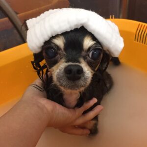 レアちゃんスパ中