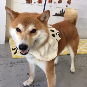 もなちゃん施術後