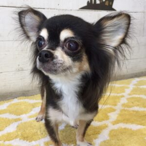 レアちゃん施術後