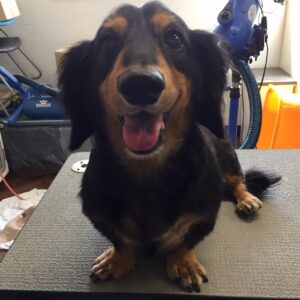 まるちゃんカット前