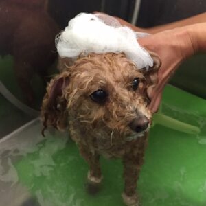 モコちゃんシャンプー中