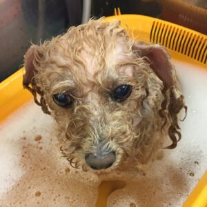 モコちゃん薬浴中