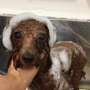 ココちゃんシャンプー中