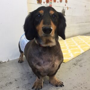 まるちゃん施術後