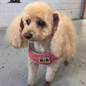 モコちゃん施術後