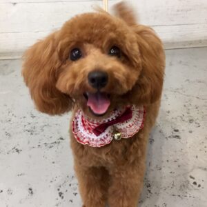 ココちゃん施術後