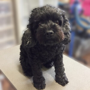 よろしくミックス