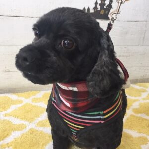 仕上がりミックス