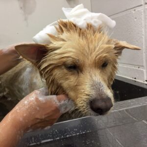 シャンプーミックス