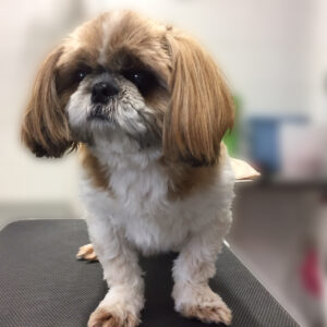 よろしくシーズー