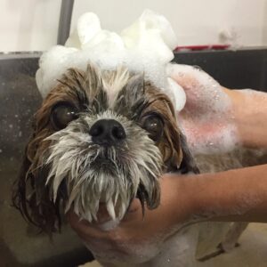 シャンプーシーズー