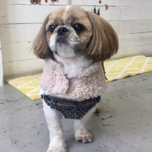 仕上がりシーズー