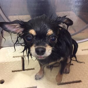 シャンプーチワワ