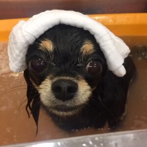 お風呂チワワ