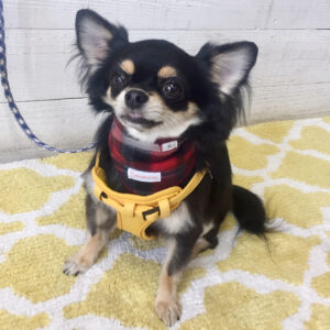 仕上がりチワワ