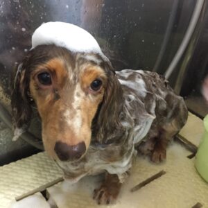 シャンプーダックス