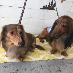 仕上がりダックス