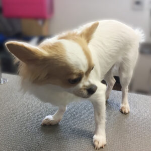 よろしくチワワ