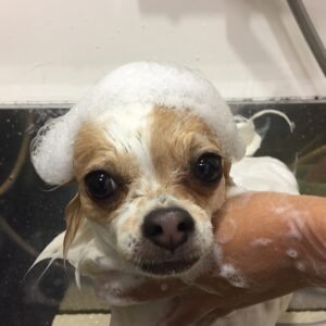 シャンプーチワワ