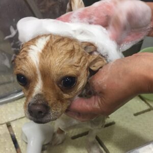 シャンプーチワワ